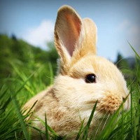 /album/sanrunex/photolia-a03-jpg/